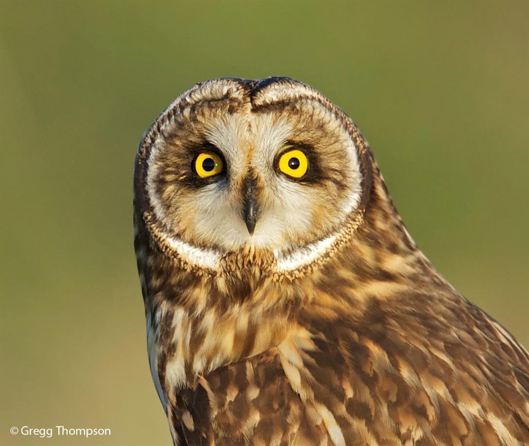 All About Owls (online)