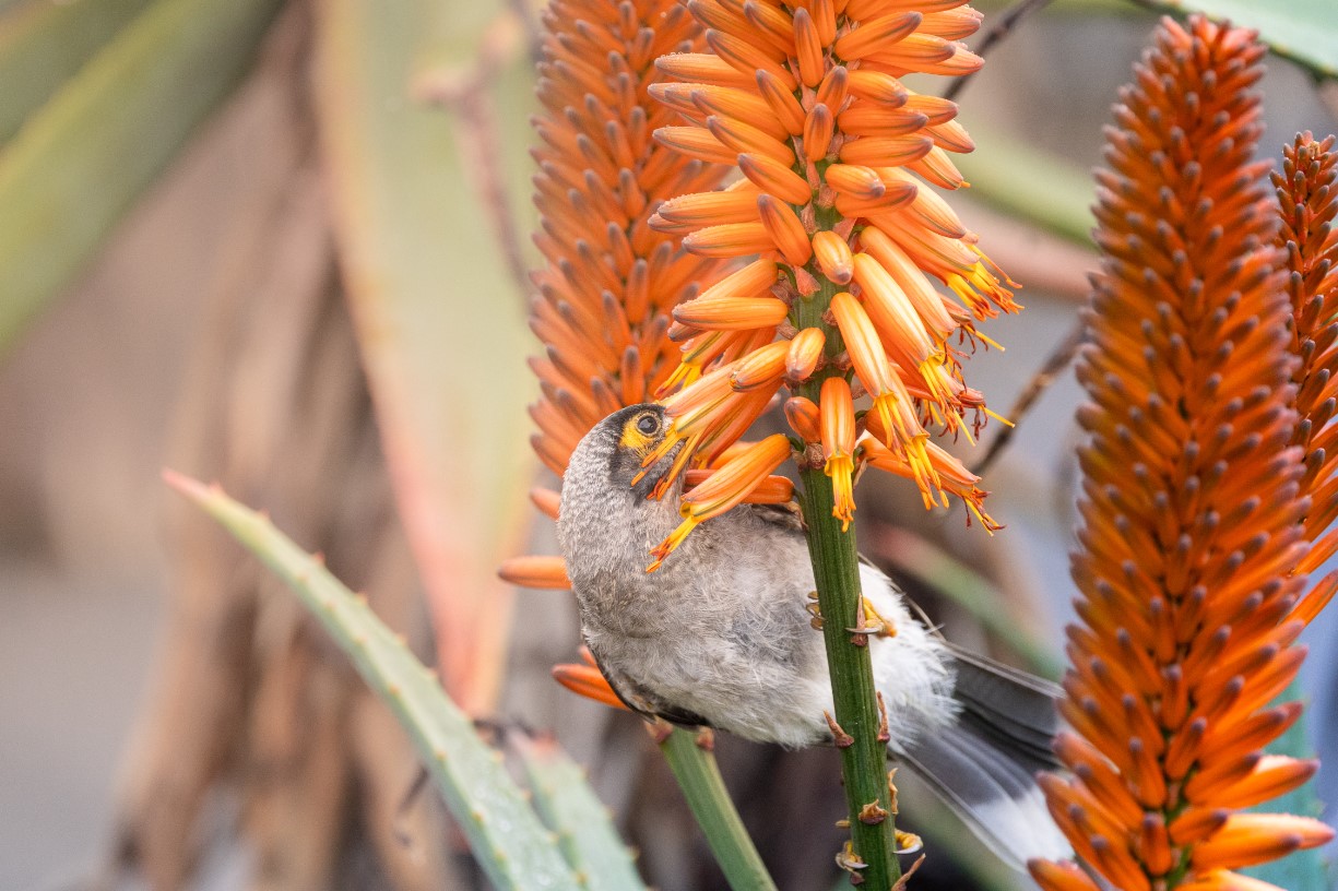 Pollinators in our garden - Special guided walk - Brisbane Botanic Gardens
