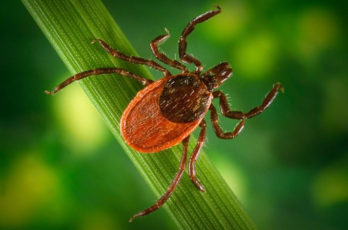 Ticks and the Diseases They Carry