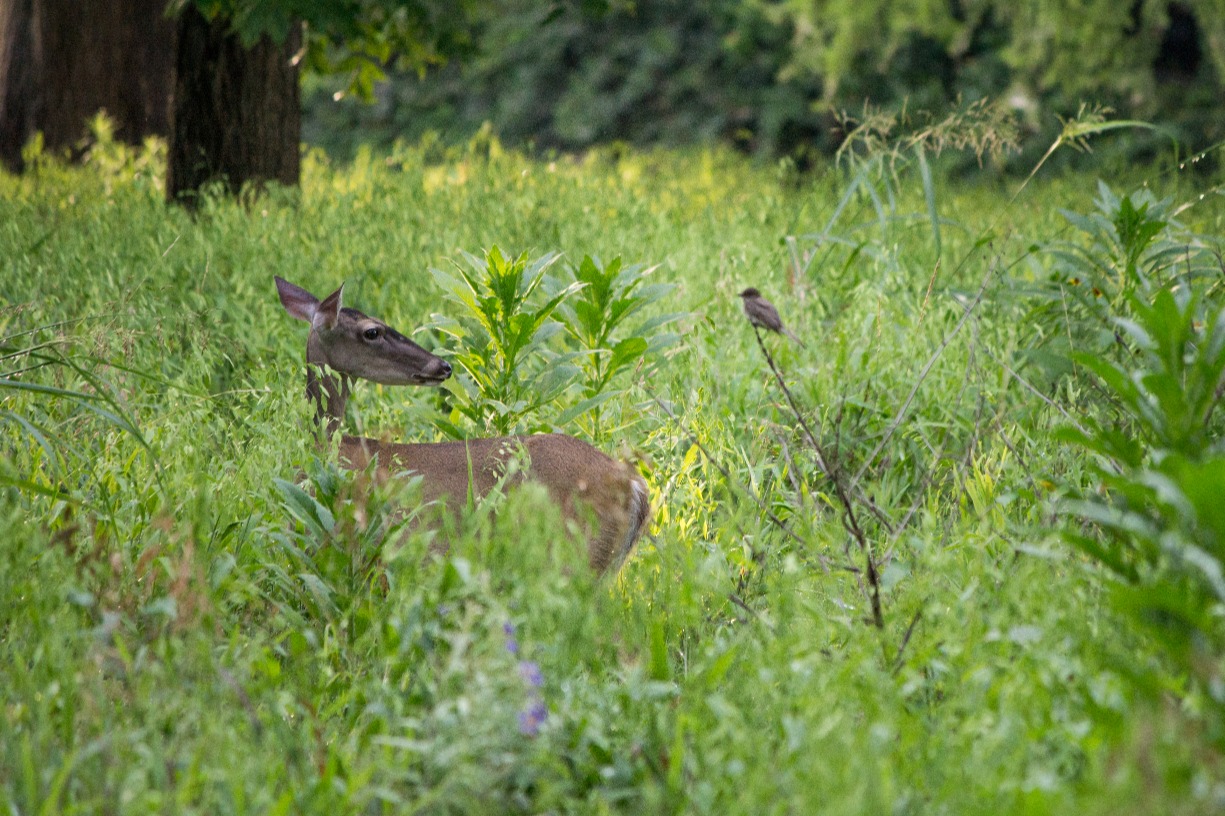 Outdoor Academy: Wildlife Explorers (Morning Class)