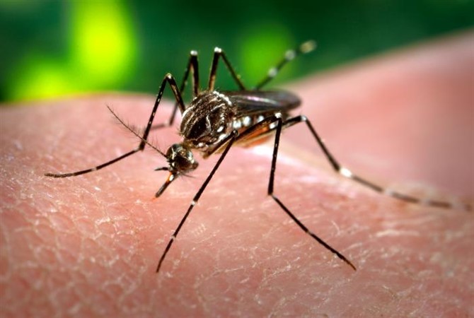 Mosquitoes and the Diseases They Carry
