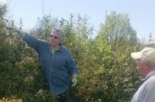 Summer Pruning of Trees and Shrubs