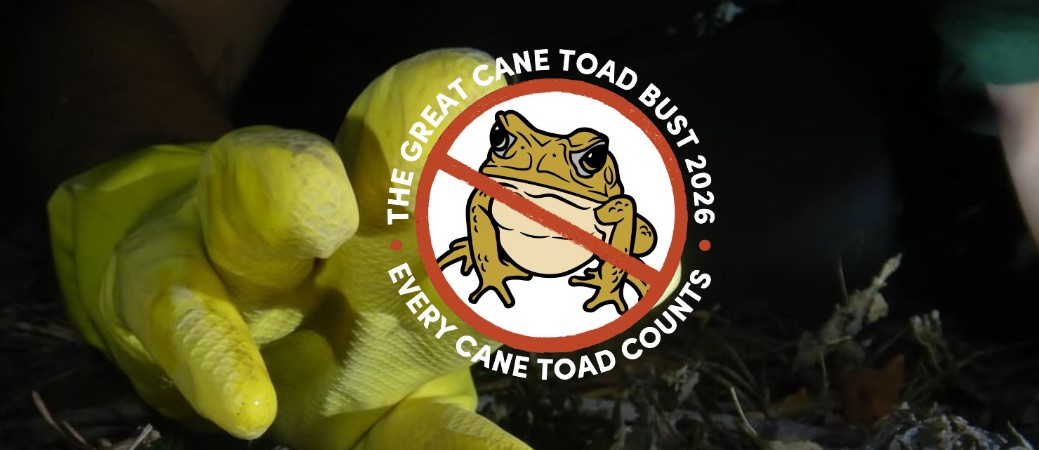 Great Cane Toad Bust