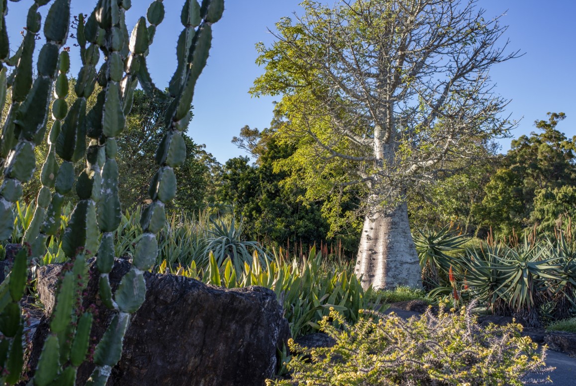 Special Walk: An African plant safari