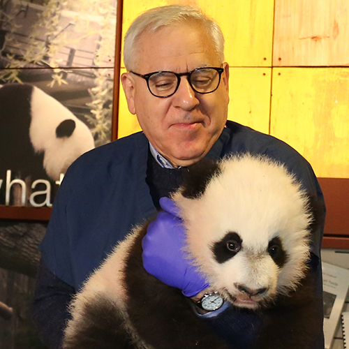 A Panda Story: Celebrating Giant Pandas at the Smithsonian’s National Zoo and Conservation Biology Institute with David M. Rubenstein