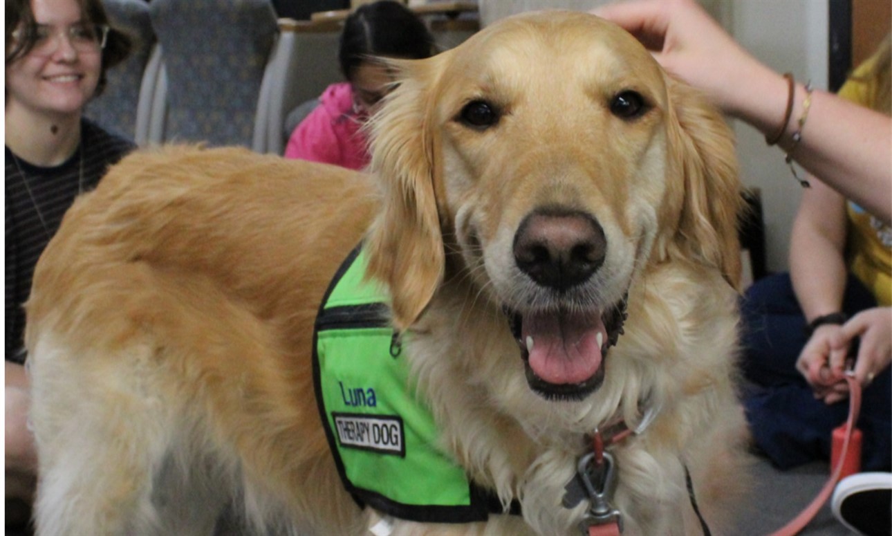 Therapy Dogs