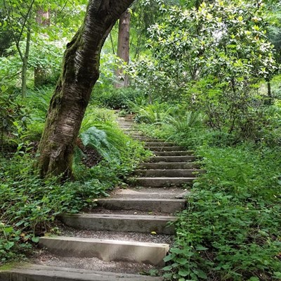 Forest Bathing Walk (in-person)