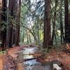 Family Walk: Roy’s Redwoods Family Walk: Roy’s Redwoods