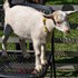 De-Stress Week: Petting Goats De-Stress Week: Petting Goats