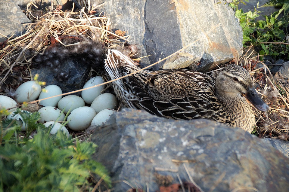 From Egg to Empty Nest: How Birds Raise Their Young (online)