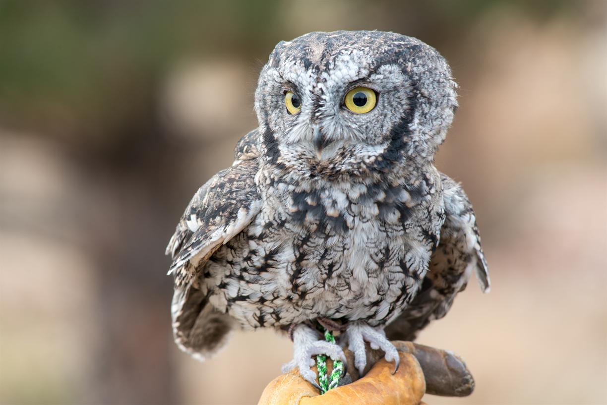 Wild Wednesday: Owl Tales