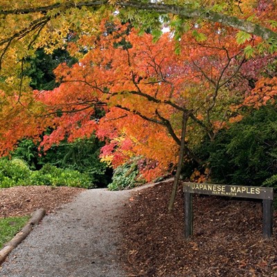 Master Pruner Series: Tree Pruning I (online)