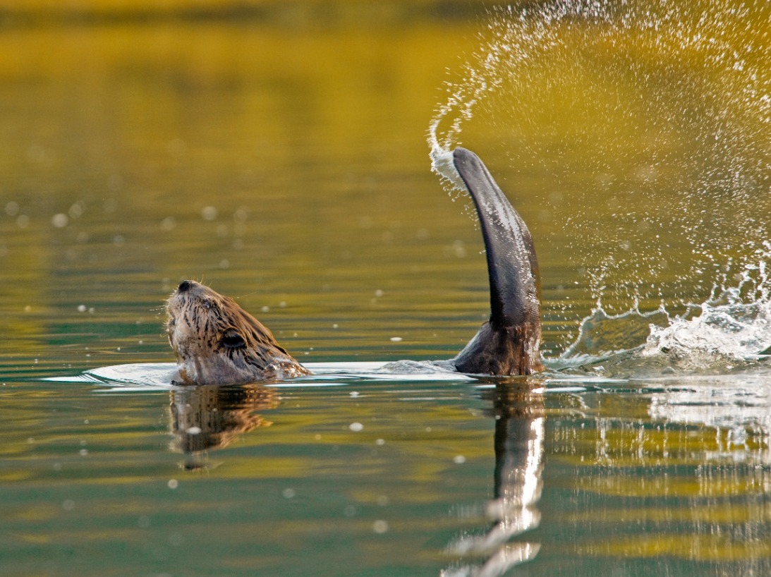 Meet Seattle's Urban Beavers! (in-person)