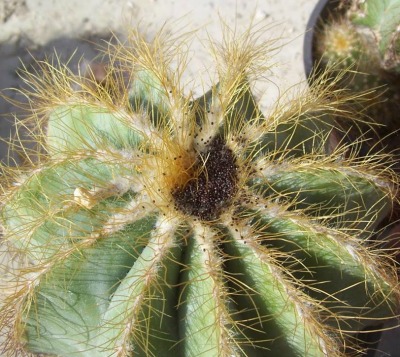 UW Botanic Gardens: Growing Cacti From Seed