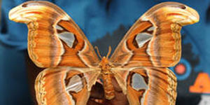 Bug-ology at the Bohart Bug-ology at the Bohart