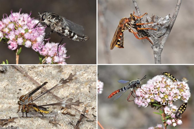 The Expert Is In: Diversity of Flies: A Look at Predatory Assassin Flies and Their Pollen-Feeding Relatives