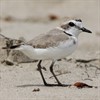 Abbotts Lagoon Birds