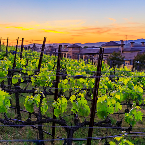 A Night in NorCal: California's Iconic Wine Regions