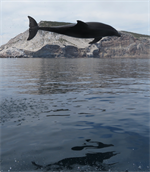 Astonished By Beauty: The Essential Practice of Natural History