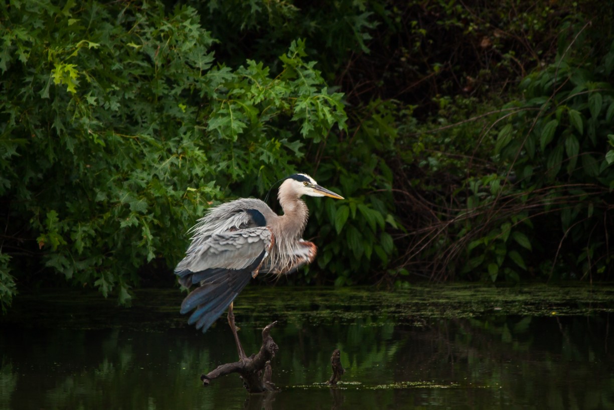 Feathered Friends Family Fun Day