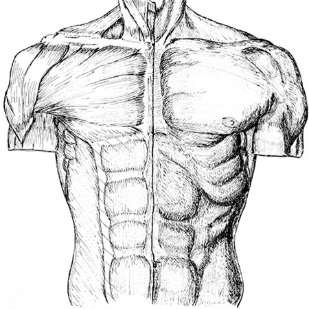 Anatomical Drawing