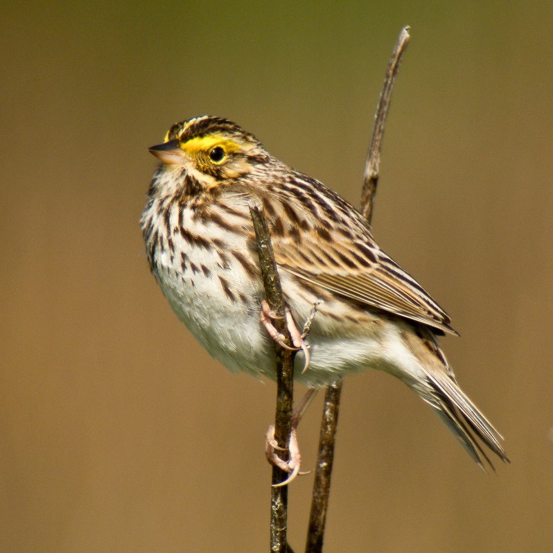 Birds and Blossoms at Loma Alta