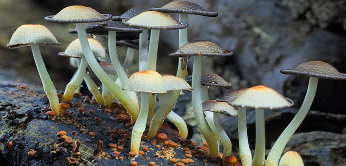 CANCELLED - The Environmental Film Festival Has Canceled "Fantastic Fungi"