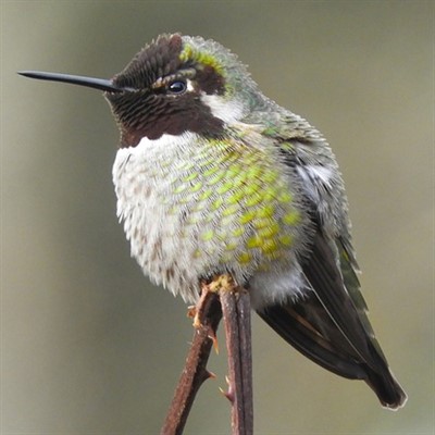 Hummingbirds: Living Jewels of the Sky