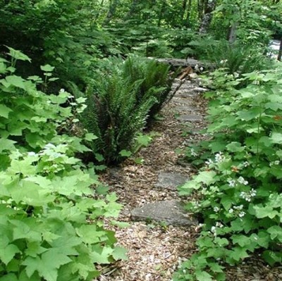 Using Native Plants in the Landscape