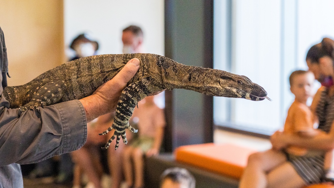 Bush Kindy - World Wildlife Day