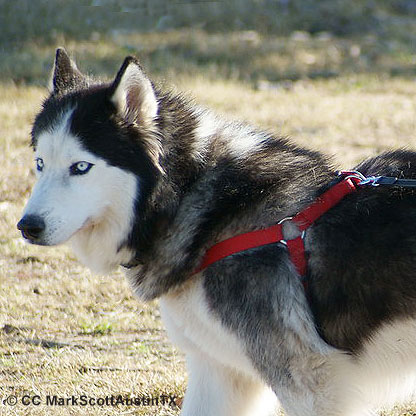 Ranger Led Dog Walk