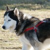 Guided History and Ranger-Led Dog Walk