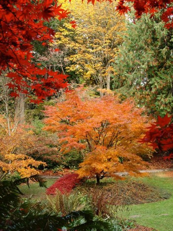 Curator Tour: Fall Color in the Arboretum (online)