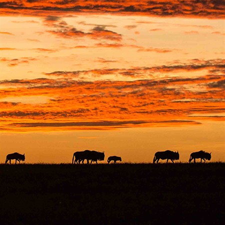 Russell Gammon's Africa: Take a Virtual Walk on the Wild Side