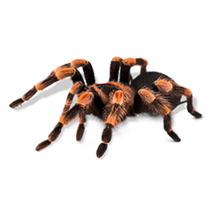 Live Tarantula Feedings