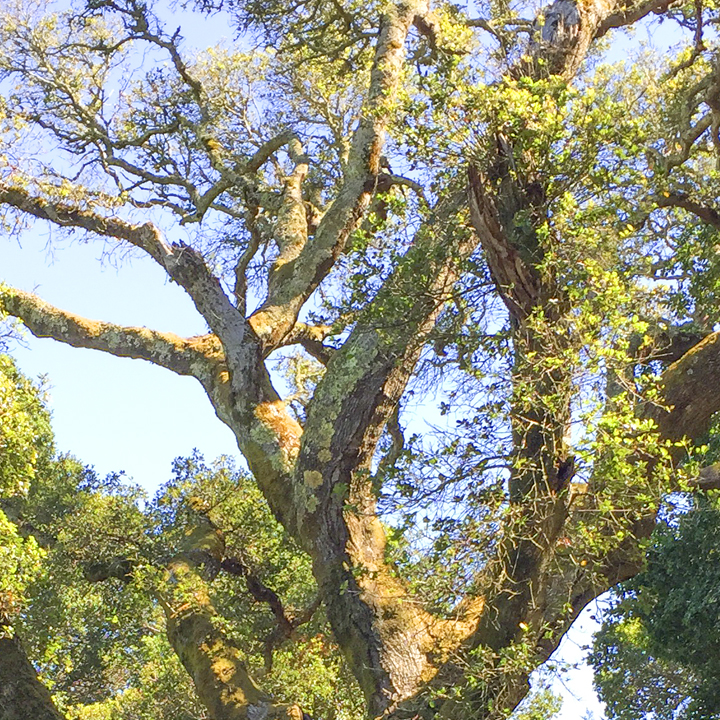 Community Hike on Woodoaks Trail