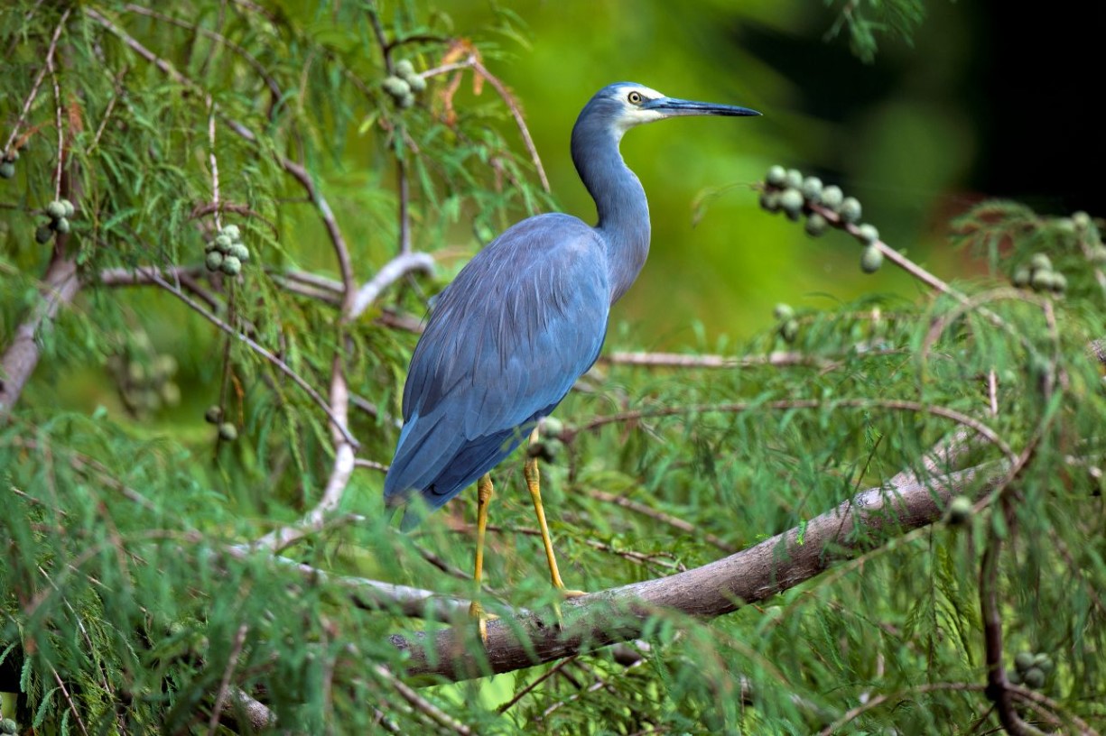 Guided bird watching walk