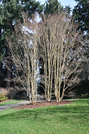 SOLD OUT - UW Botanic Gardens ProHort: Buds, Branches, and Bark! Winter Tree ID