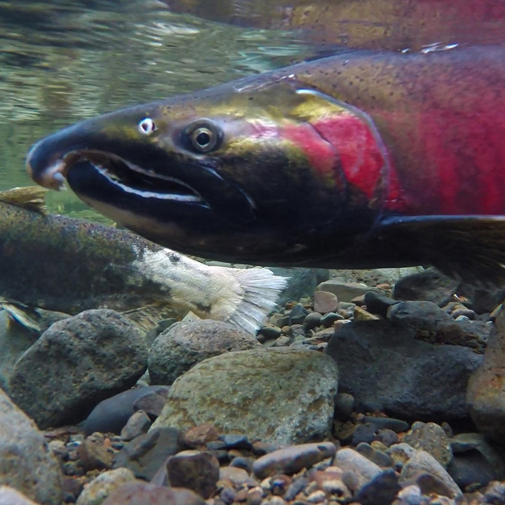 Salmon of San Geronimo Valley