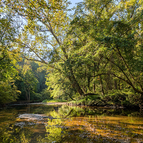 An Immersion in Nature: Japanese Forest Bathing in Rock Creek Park