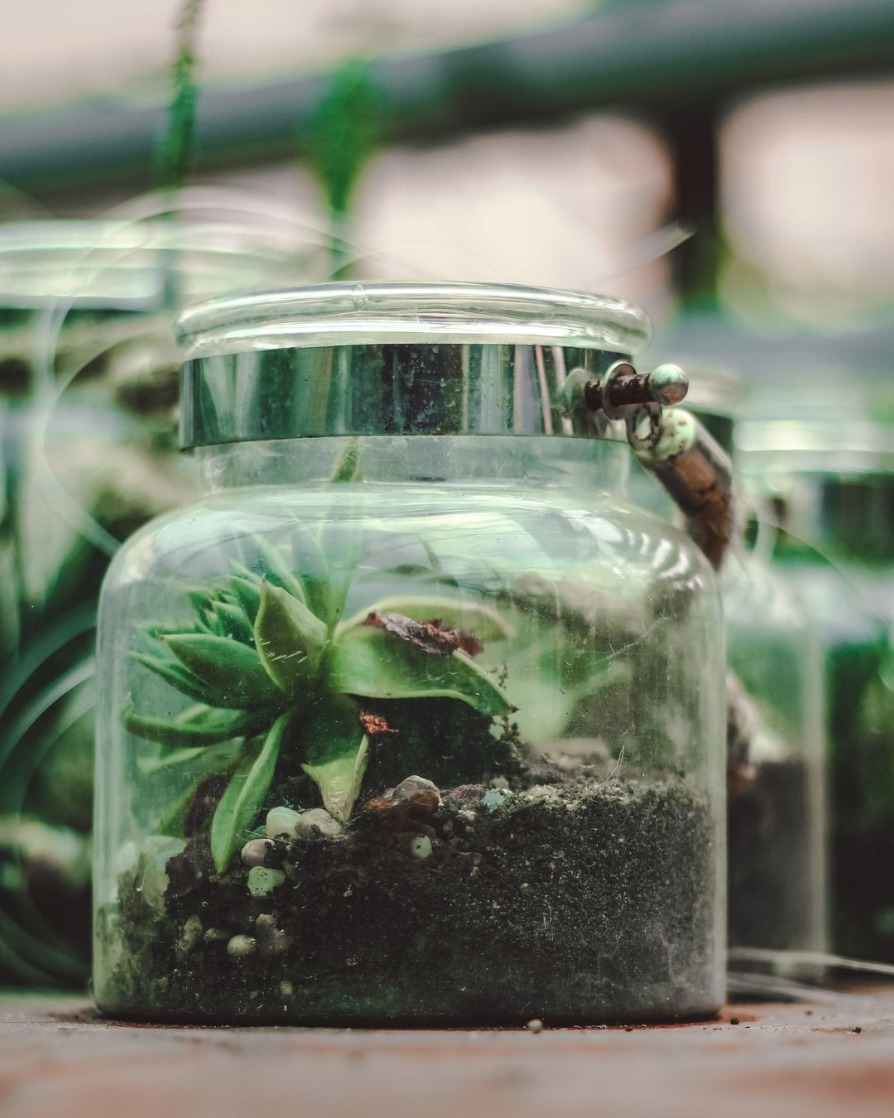 Creating Closed Terrariums (in-person)