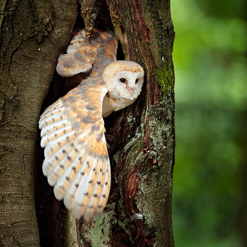 Nurturing a Bird-Friendly World