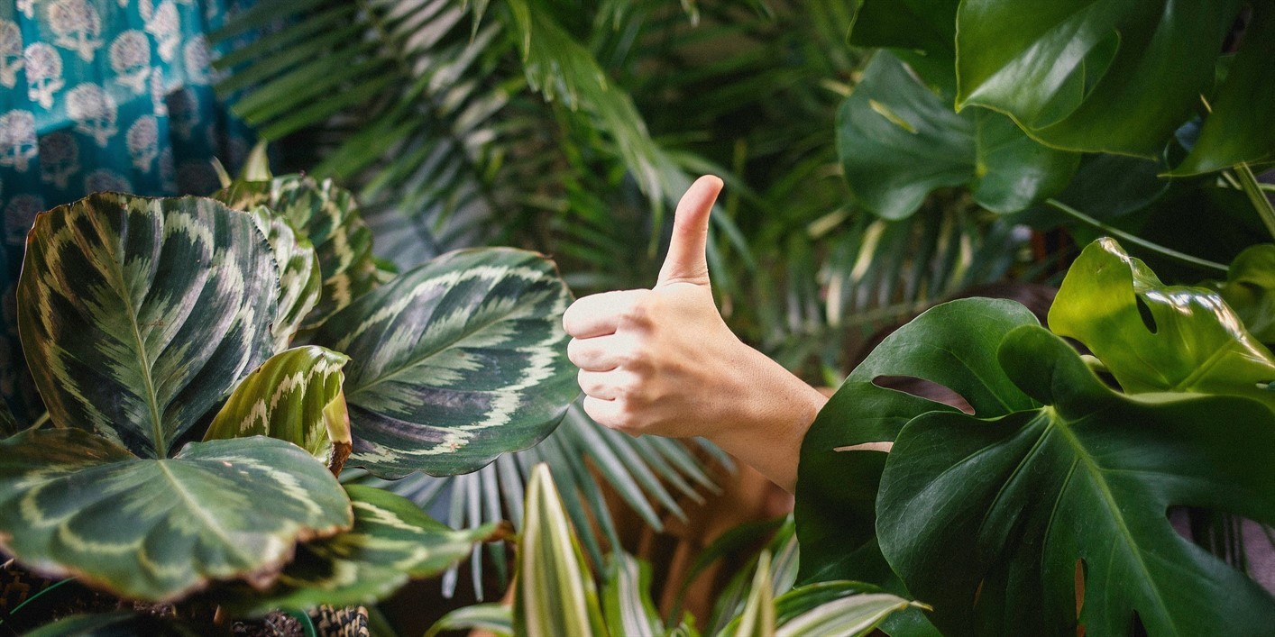 Biophilic Design