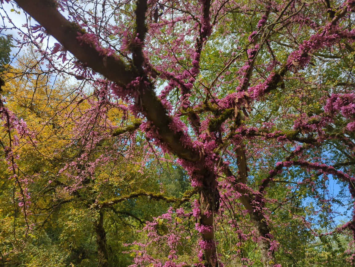 Arboretum Drive Volunteer Work Party (in-person)