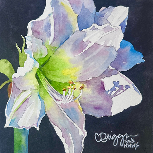 Amaryllis and Paperwhites: Luminous Winter Florals