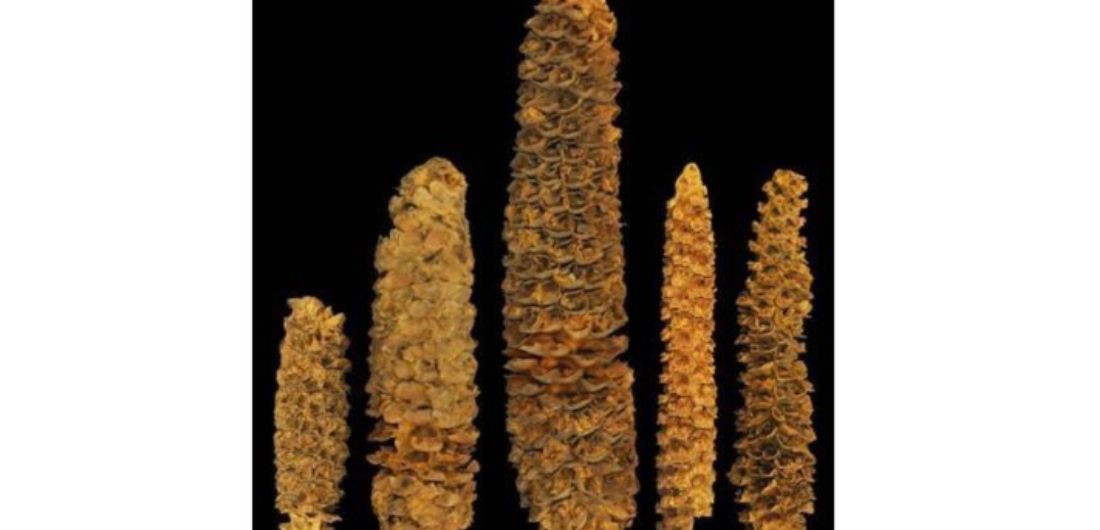 From Ancient Teosinte to Modern Corn: The Domestication of Plants and People