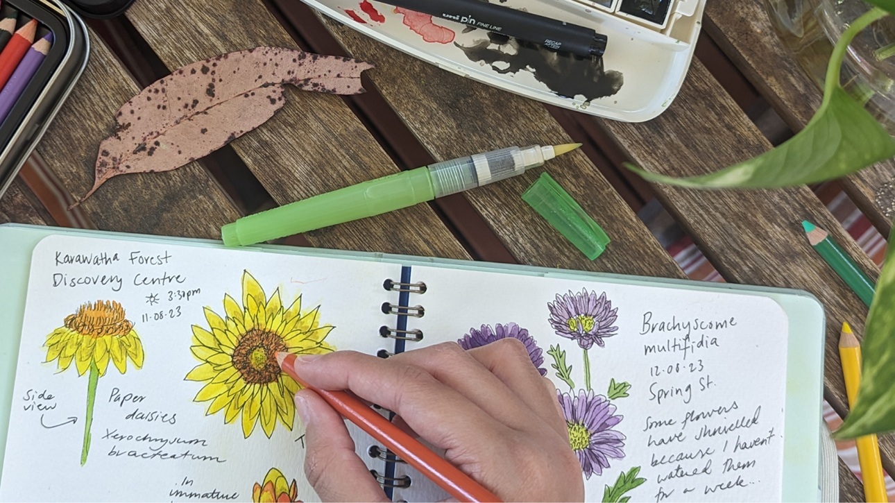 Nature journaling for adults
