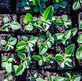 Scholarship, Research, and Creative Practice (SRCP) Seed Grant Due