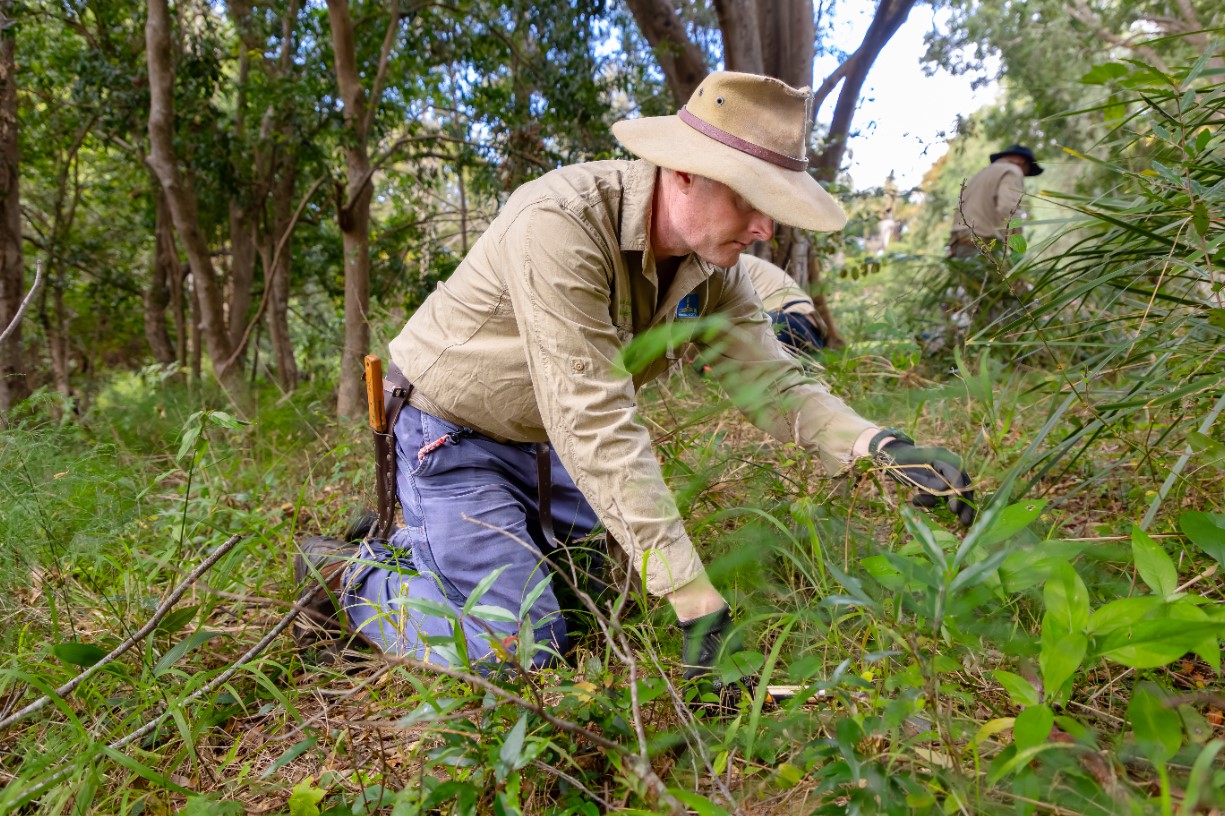 Volunteer Bushcare Working Bee - Brighton Wetlands Bushcare Group