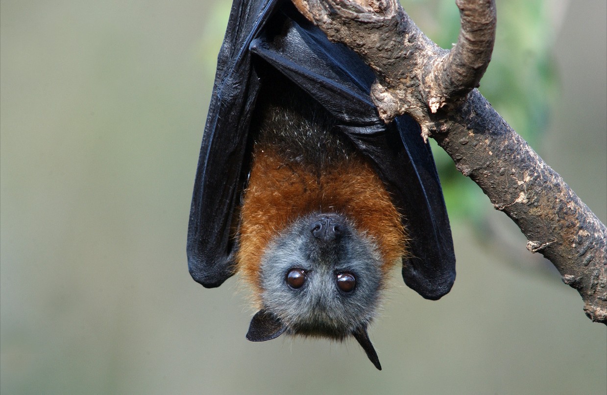 Little Explorers: Batty bush walk (6 years+)